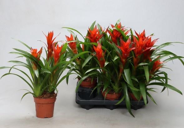 <h4>GUZM OSTARA</h4>