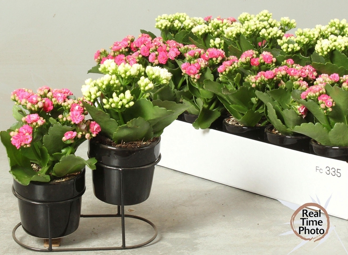 <h4>ARR KAMERPL</h4>