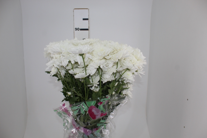 <h4>CRISANTEMO ZEMBLA 080 CM</h4>