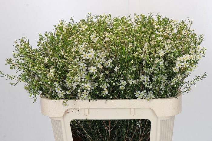 Chamelaucium Ofir