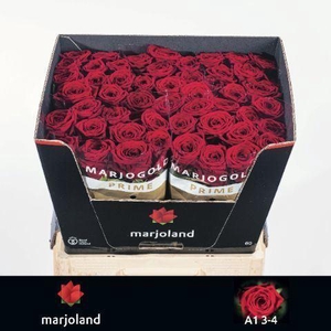 ROSA GR 'RED NAOMI'