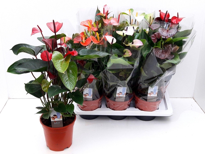 <h4>ANTHU AN EXCLUSIVE MIX (6 unieke Adios soortjes)</h4>