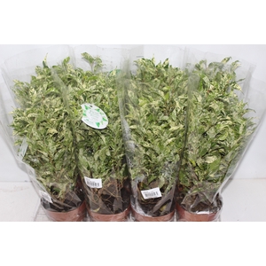 FICUS BENJAMINA VARIEGATA P14