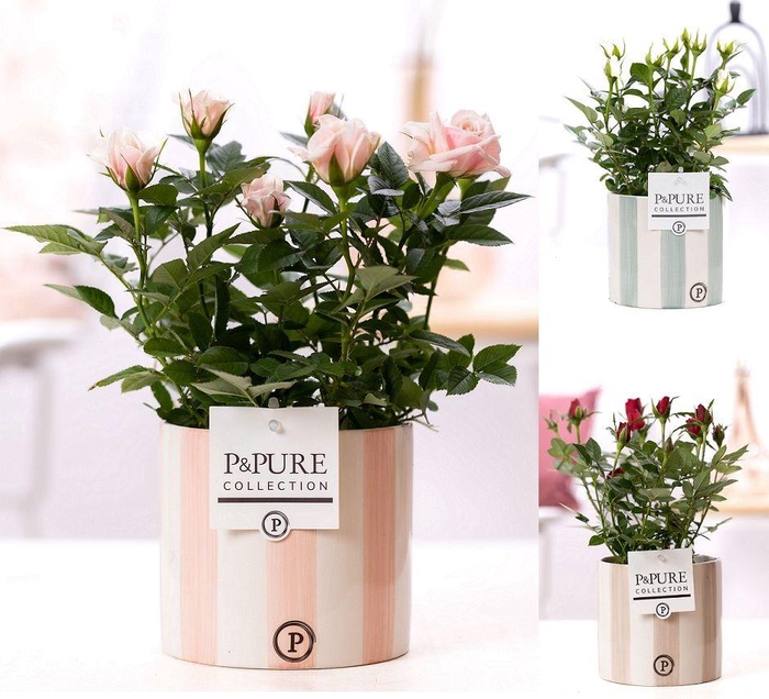 <h4>Rosa gemengd in P&PURE Eline ceramics ass. 3</h4>