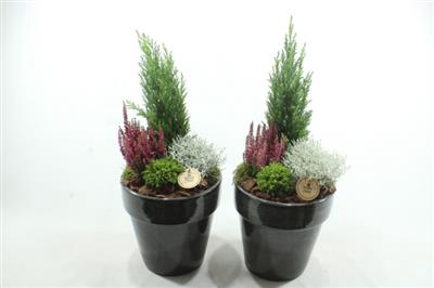 <h4>9393 KER BLACK POT BT</h4>