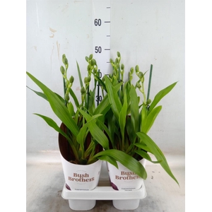 Zygopetalum  'Louisendorf'