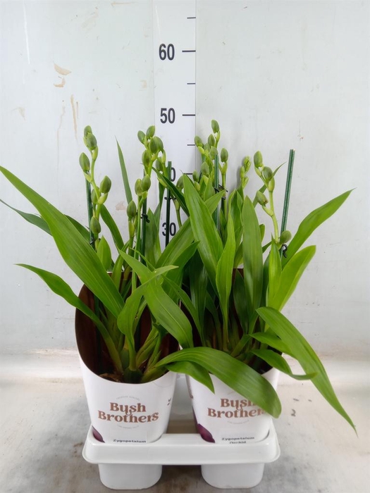 <h4>Zygopetalum  'Louisendorf'</h4>