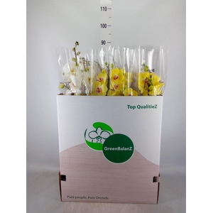 Phalaenopsis   ...mix