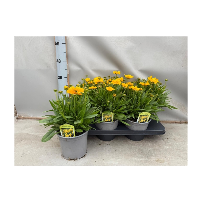 <h4>Coreopsis</h4>