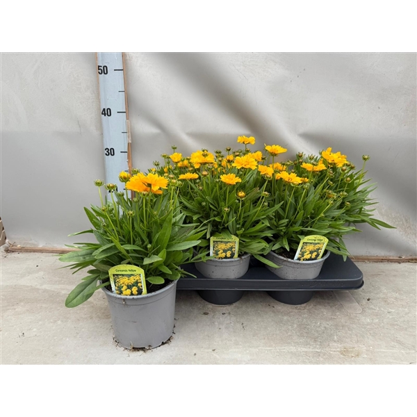 Coreopsis