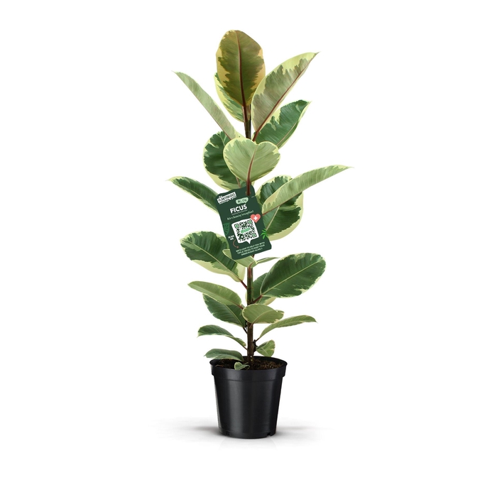 <h4>Ficus elastica 'Tineke'</h4>