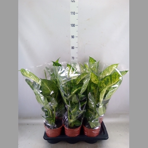 Dieffenbachia  'Mars'