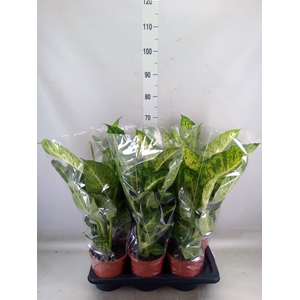 Dieffenbachia  'Mars'