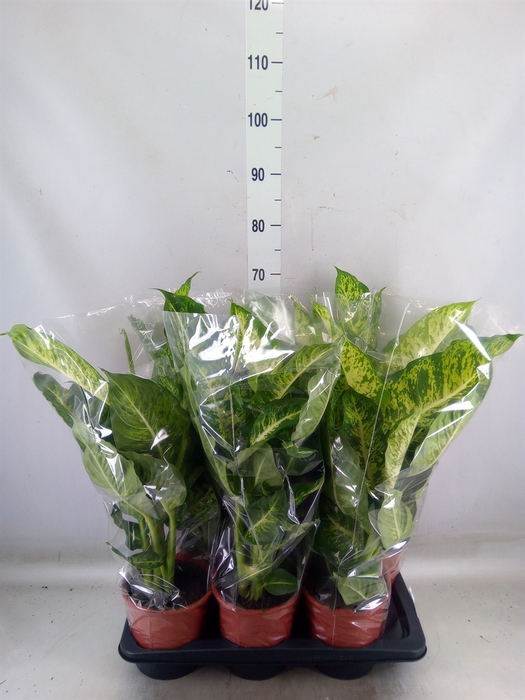 <h4>Dieffenbachia  'Mars'</h4>