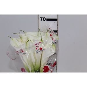 COPO DE LEITE BRANCO 070 CM