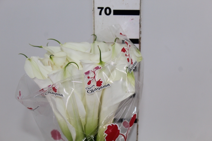 <h4>COPO DE LEITE BRANCO 070 CM</h4>