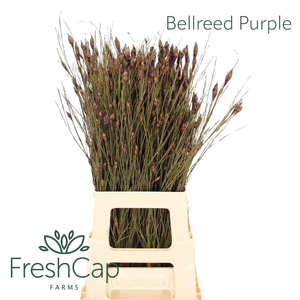 Bellreed Purple