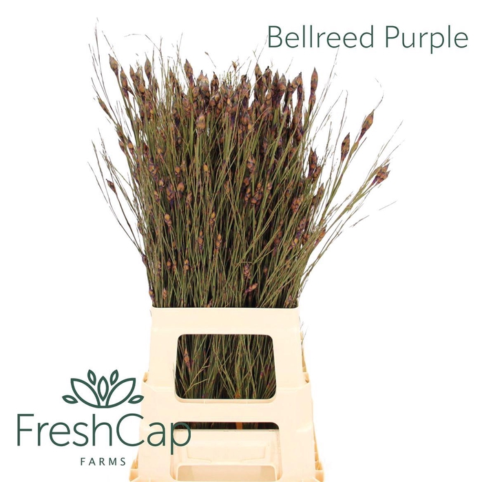 <h4>Bellreed Purple</h4>