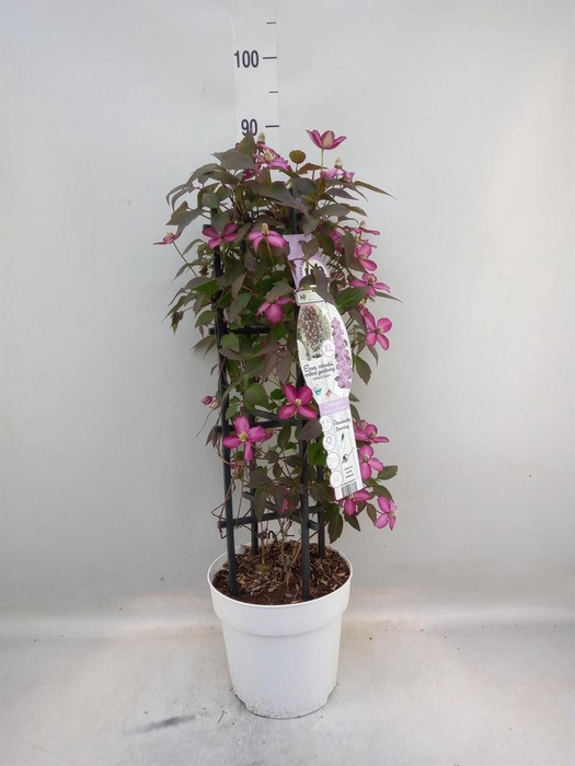 <h4>Clematis montana</h4>