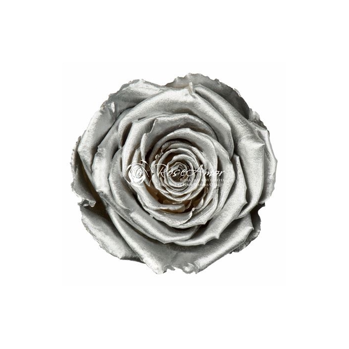 <h4>PRESERVED ROSES XL METALLIC SILVER</h4>