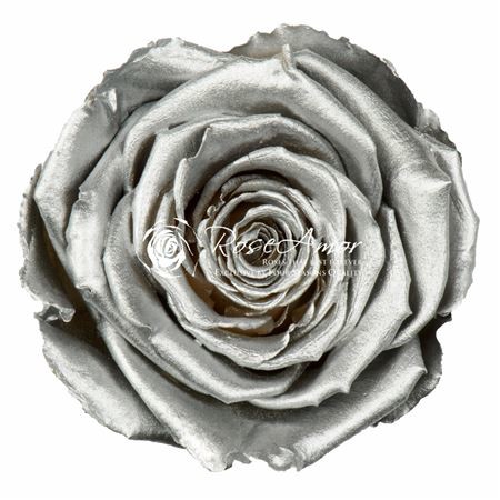 PRESERVED ROSES XL METALLIC SILVER