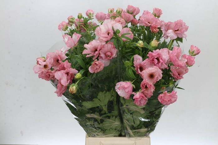 <h4>RAN BUTTERFLY ISIS</h4>