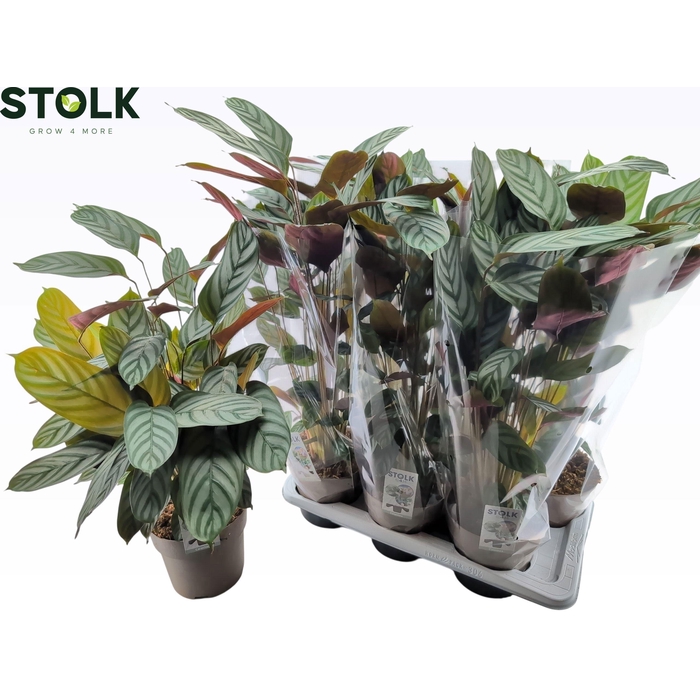 <h4>CTENANTHE COMPACTSTA</h4>