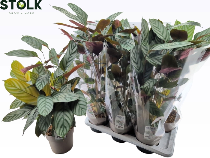 <h4>CTENANTHE COMPACTSTA</h4>