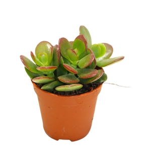 Crassula Minor