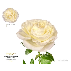 Rosa Garden Chic White