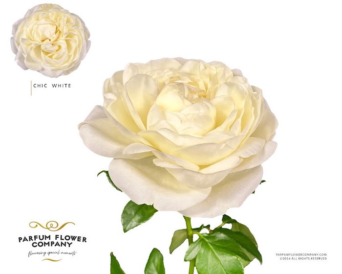 Rosa Garden Chic White