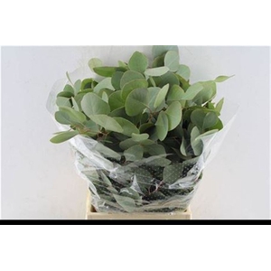 Euca Populus Short 150 Gram