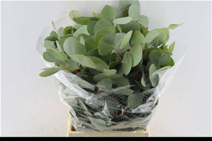 <h4>Euca Populus Short 150 Gram</h4>