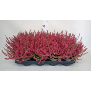 Calluna vulg. 'Garden G Angie'