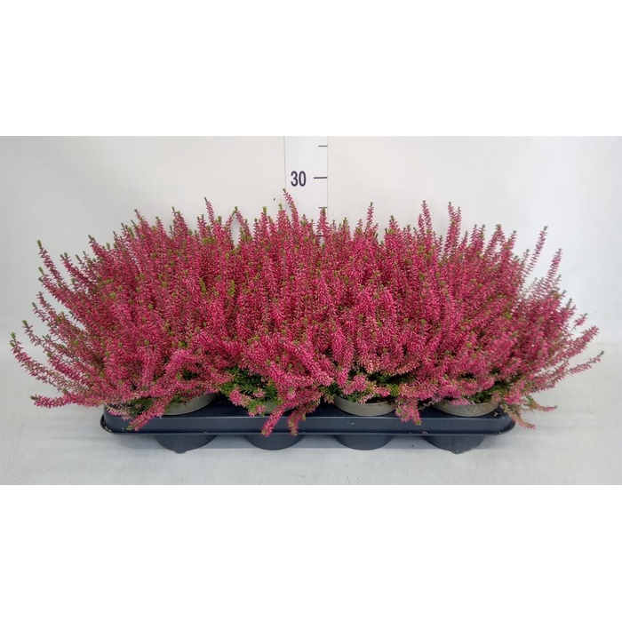 <h4>Calluna vulg. 'Garden G Angie'</h4>