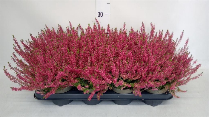 <h4>Calluna vulg. 'Garden G Angie'</h4>
