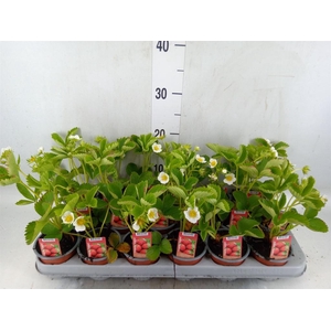 Fragaria   ...