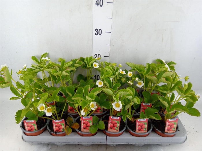 <h4>Fragaria   ...</h4>