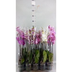 Phalaenopsis   ...mix  5