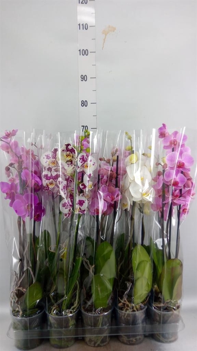 <h4>Phalaenopsis   ...mix  5</h4>