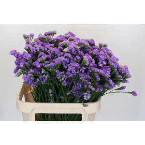 Limonium sinuatum Ana Blue