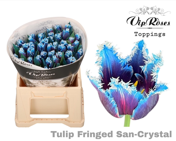 <h4>TU FR FRINGED SAN CRYSTAL</h4>