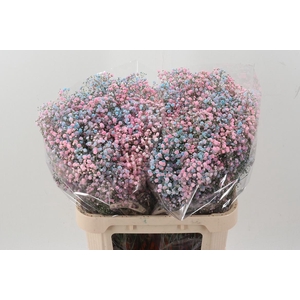 Gyps Xlence Dusty Bubblegum