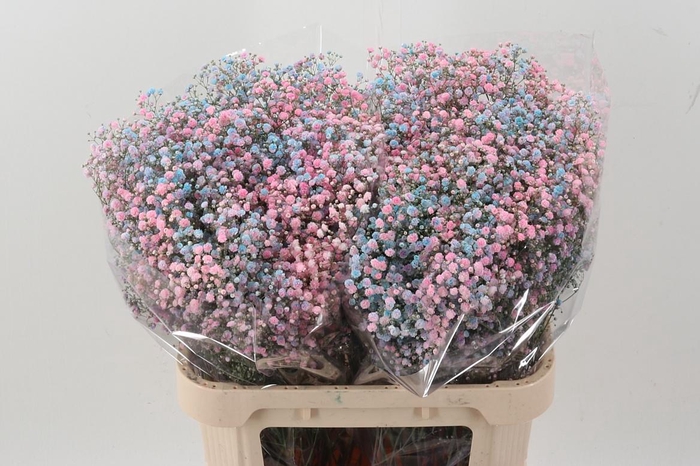 <h4>Gyps Xlence Dusty Bubblegum</h4>