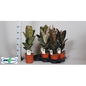 Ficus mixed trolley 17Ø 60cm 1pp