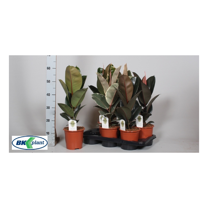 <h4>Ficus mixed trolley 17Ø 60cm 1pp</h4>