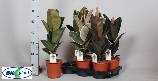 Ficus mixed trolley 17Ø 60cm 1pp