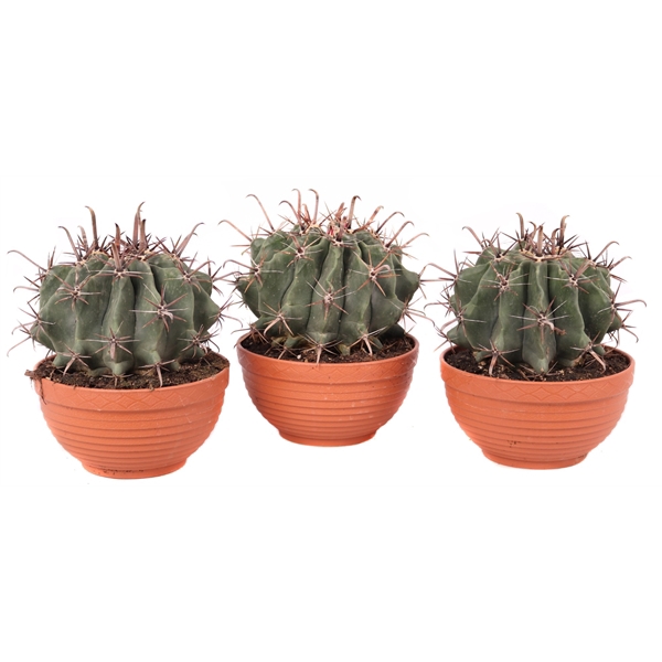 <h4>Ferocactus townsedianus 19 cm</h4>