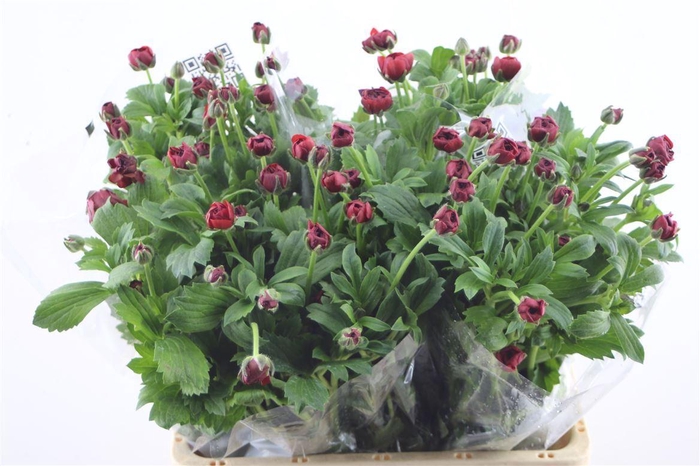 <h4>Ran Butterfly Hades 60cm</h4>