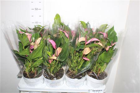 <h4>Anthu Zizou 7+</h4>